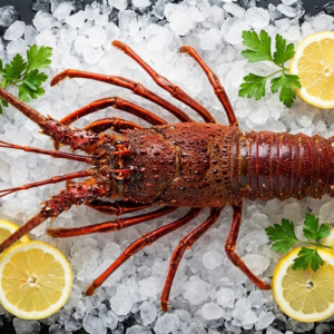Langosta